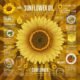 sunflower oil