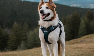 myharness